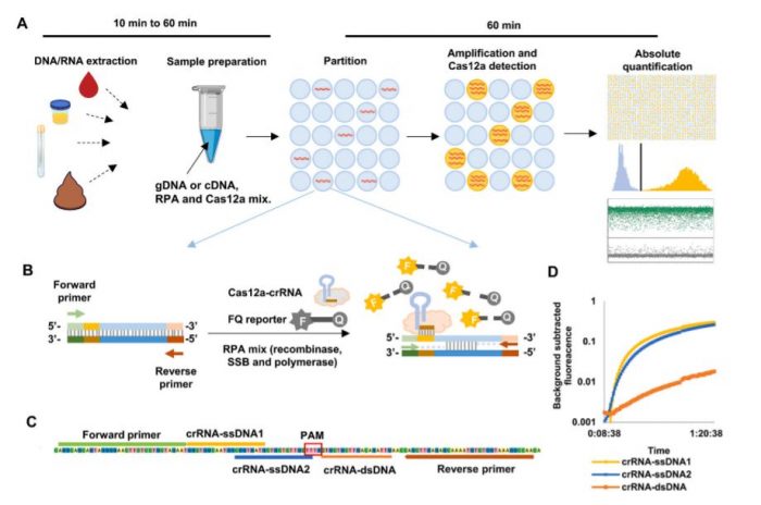 Digital Crispr Based Method For The Rapid Detection And Absolute Quantification Of Nucleic Acids 9661